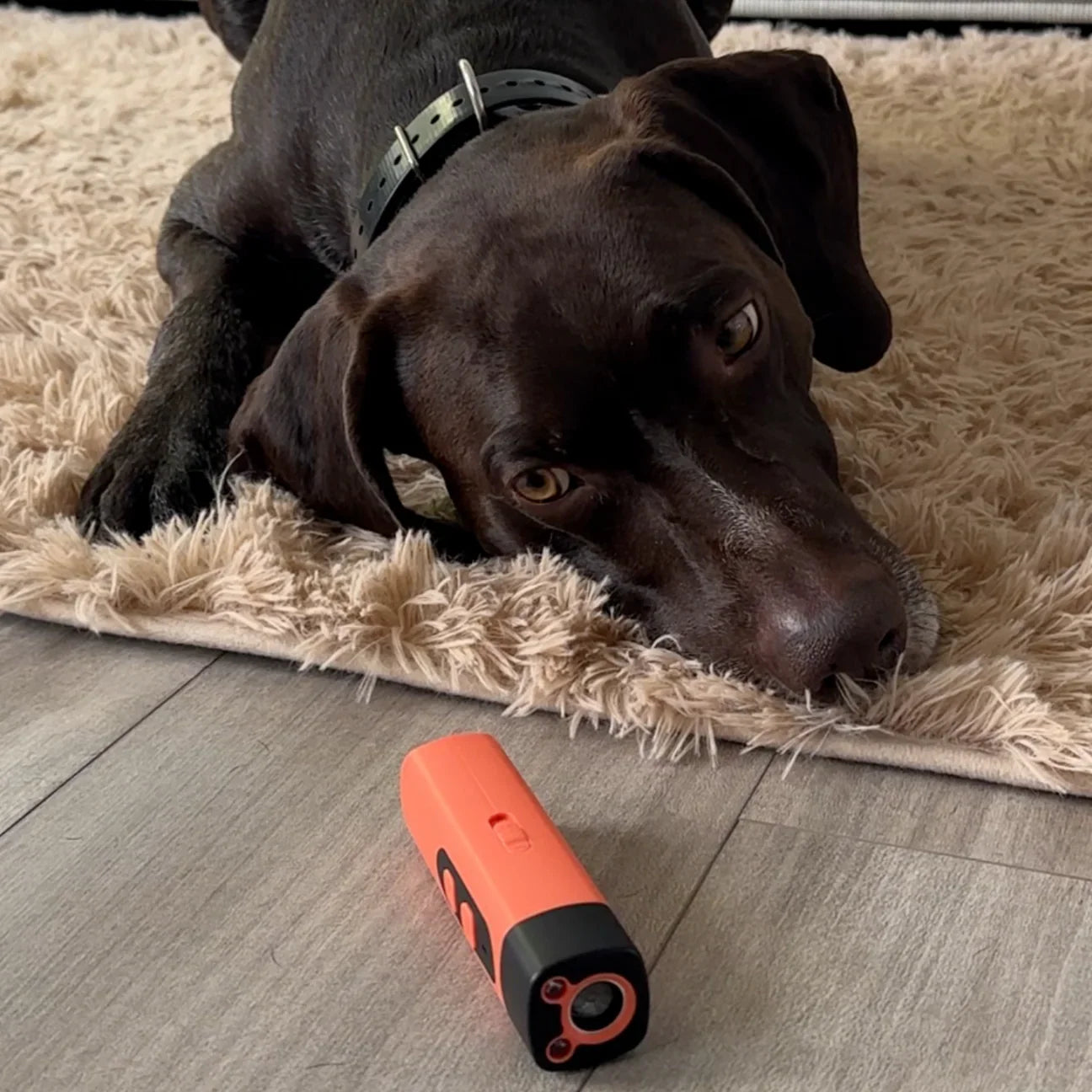 LydLynMax™ | Stop hundens skælden med ét klik