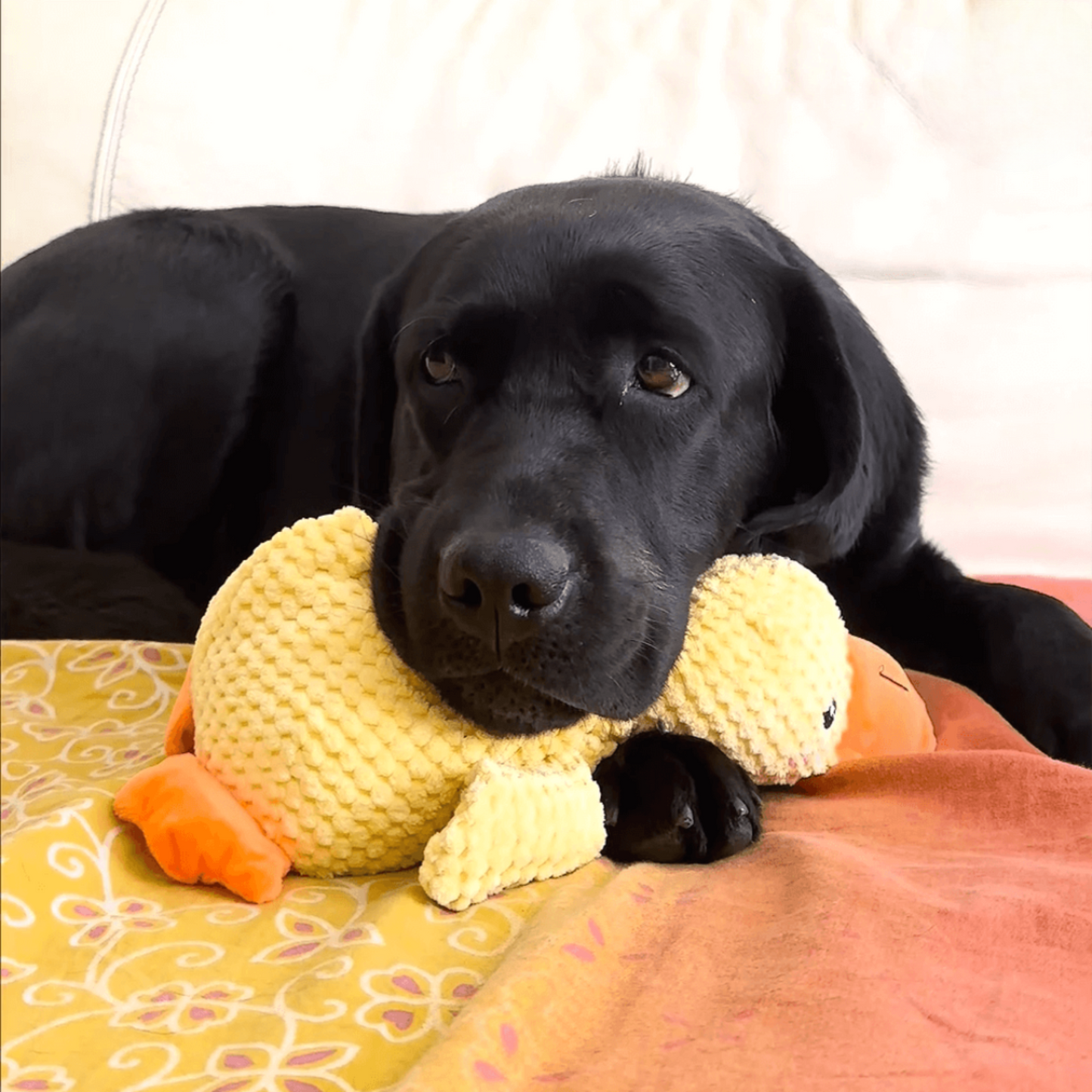 🐾 DoggieQuackPal™ – Sjov og blød ven til din hund