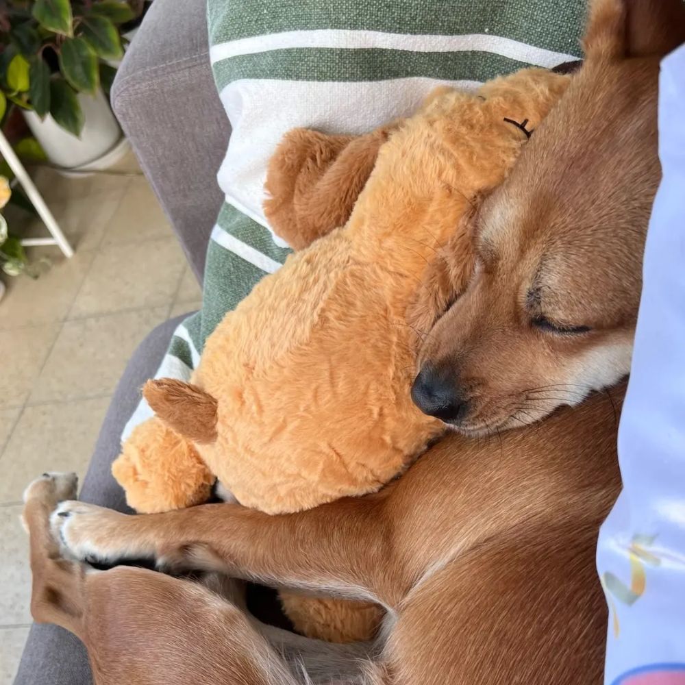 SnugPup™ - Lindrer stress og hjælper med angst