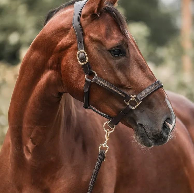 24HorseDays™ – Julens nedtælling for ægte hesteelskere