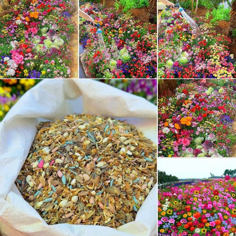 Farverig frøblanding – over 60 sorter (1000 frø)