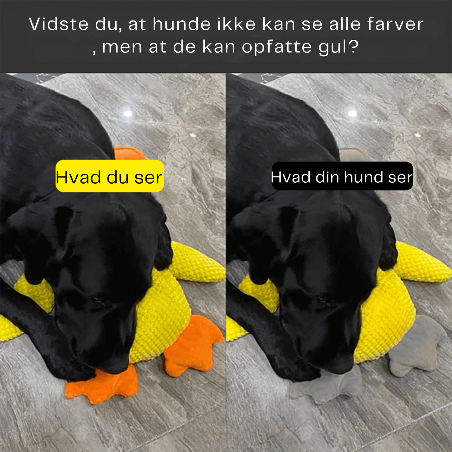 🐾 DoggieQuackPal™ – Sjov og blød ven til din hund