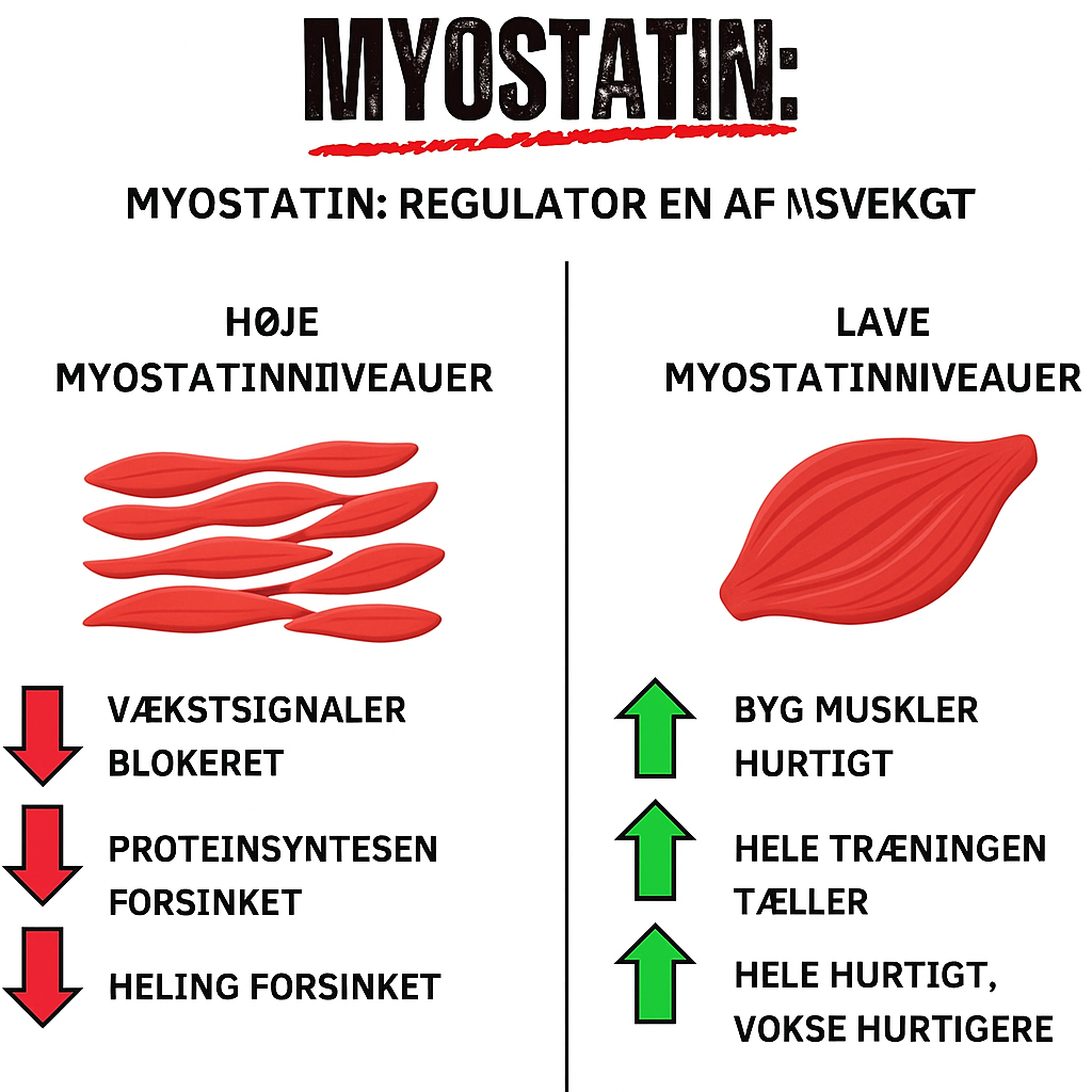 Arnoldboost™ | Fra “Dad Bod” til stærk og selvsikker efter 40