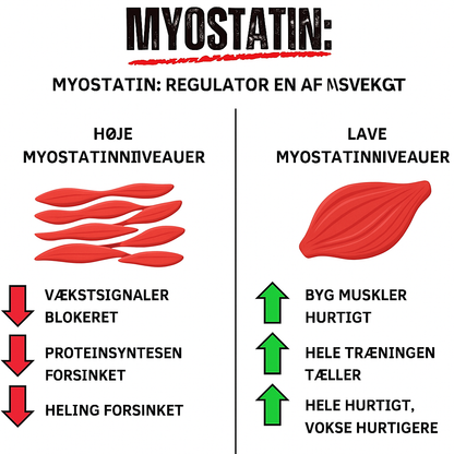 Arnoldboost™ | Fra “Dad Bod” til stærk og selvsikker efter 40