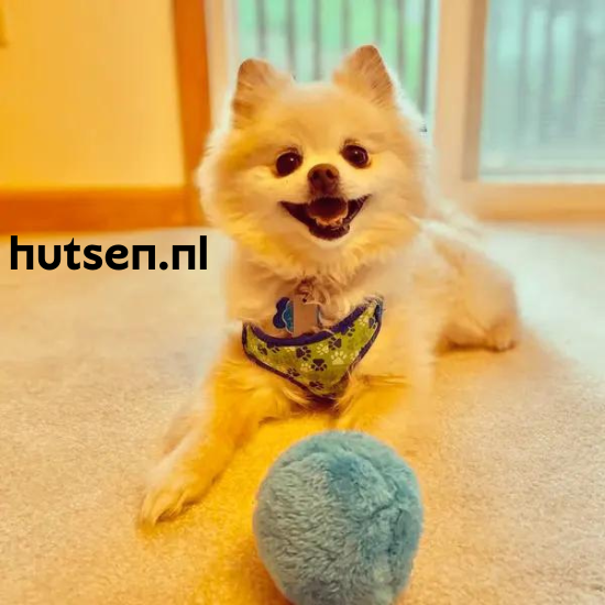 DogFri™ ActiveBall – Anti-angst Automatisk Rullende Bold