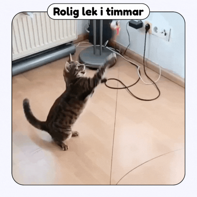 Swiftie™ – Får din kat til at føle sig som en jæger igen