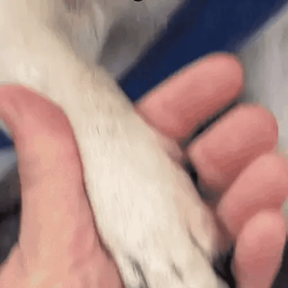 SafePaws Clipper – Klip kløer uden risiko eller stress