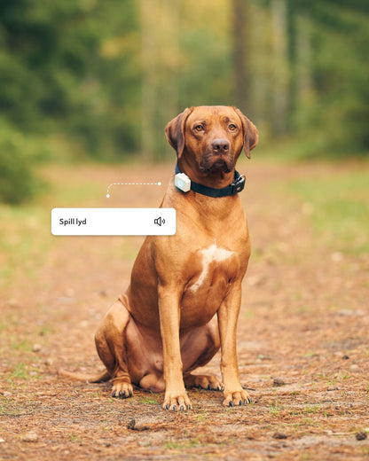 Lildog GPS-tracker
