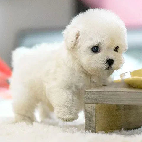 FluffPuppyToy™ | Den søde hundehvalp uden besvær
